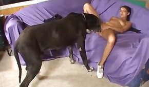 sexo de cachorro,sexo com animais