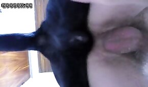 pornô com animais,pornô zoológico gay